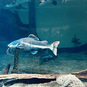 Flooded Forest Exhibit