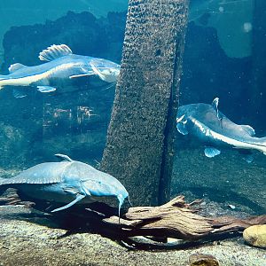 Flooded Forest Exhibit