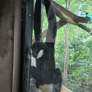 White Cheeked Gibbon