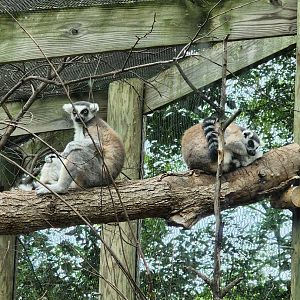 Ring Tailed Lemur