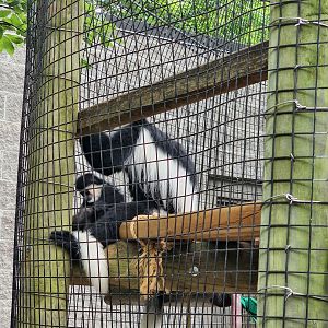 Colobus with Infant