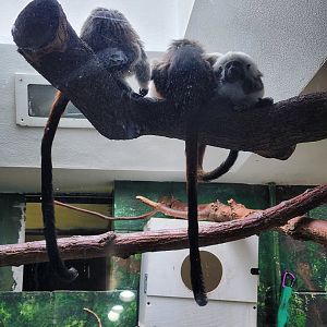 Cotton Top Tamarin