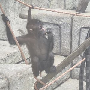 Spider Monkey Infant