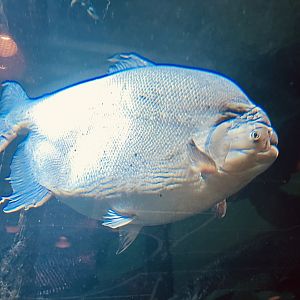 Flooded Forest Exhibit