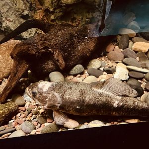 Wolf Fish…Flooded Forest Exhibit