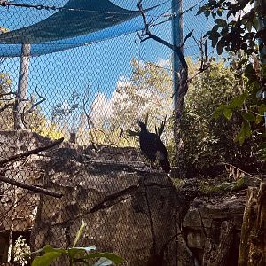 South American Aviary