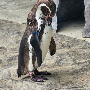 Humboldt Penguin