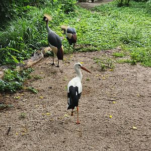 White Storks and African Crowned Crane