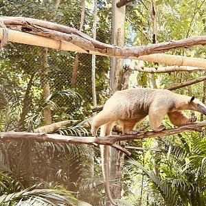 Tamandua
