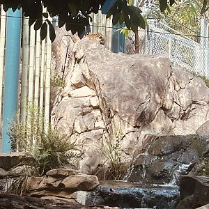 Jaguar Exhibit