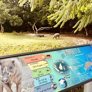Babirusa