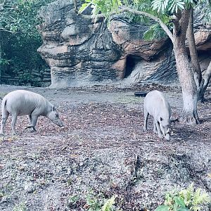 Babirusa