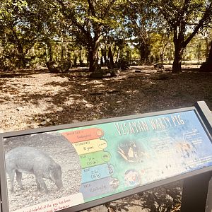 Visayan Warty Pig Exhibit