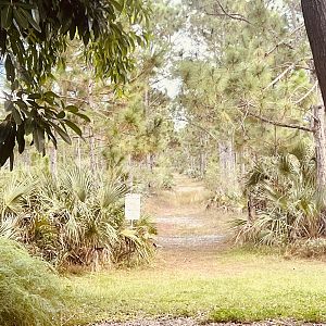 Native Forest Habitat - Pine Rocklands