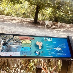Addax Exhibit