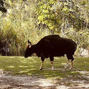 Indian Gaur