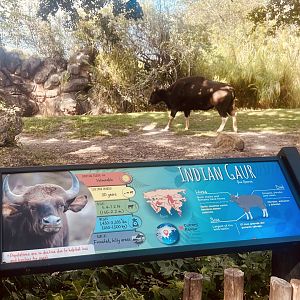 Indian Gaur Exhibit