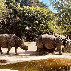 Greater One-horned Rhinoceros