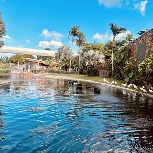 American Flamingos and White Ibis