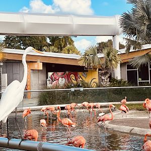 Great Egret and American Flamingos
