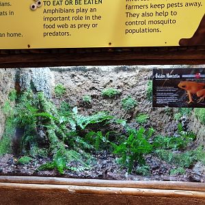 Golden mantella exhibit