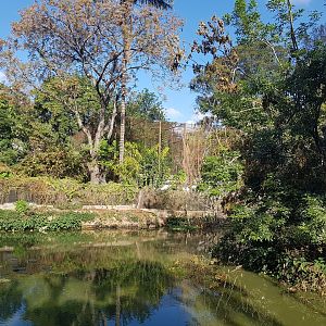 Big pool with nile crocodiles.