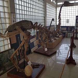 Skeleton of a elephant bird in the small but lovely museum