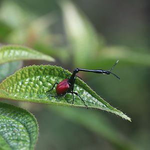 Giraffe beetle