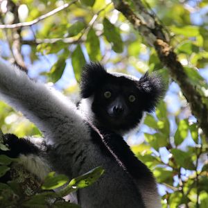 Indri