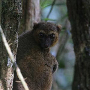 Greater bamboo lemur
