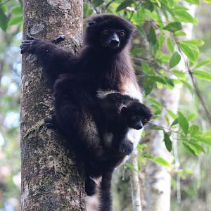 Milne-Edwards's sifaka