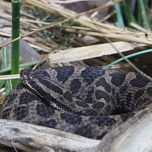 Eastern Massasauga/Sistrurus catenatus catenatus