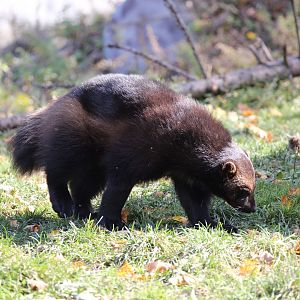 Eurasian Wolverine/Gulo gulo gulo