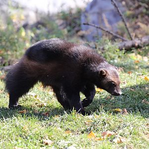 Eurasian Wolverine/Gulo gulo gulo