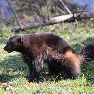 Eurasian Wolverine/Gulo gulo gulo