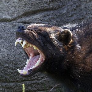 Eurasian Wolverine/Gulo gulo gulo