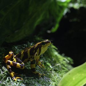 Panamanian golden frog/Atelopus zeteki