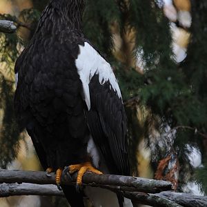 Steller's sea eagle/Haliaeetus pelagicus