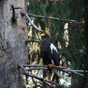 Steller's sea eagle/Haliaeetus pelagicus