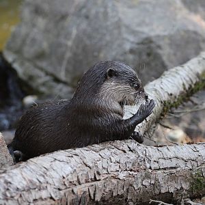 Asian small-clawed otter/Aonyx cinereus