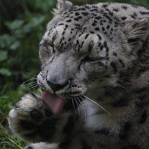 Snow Leopard/ Panthera uncia