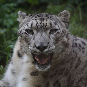 Snow Leopard/ Panthera uncia