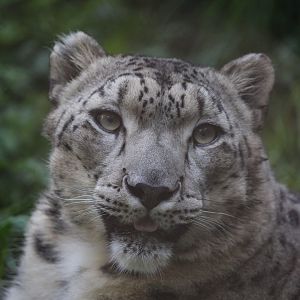 Snow Leopard/ Panthera uncia