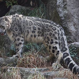 Snow Leopard/ Panthera uncia