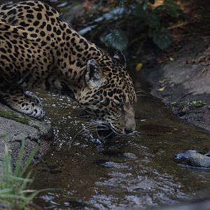 Jaguar/ Panthera onca