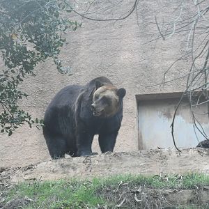 Brown Bear