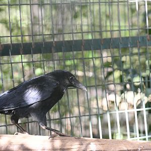 Carrion Crow
