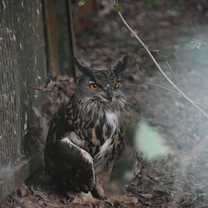 Eurasian Eagle Owl