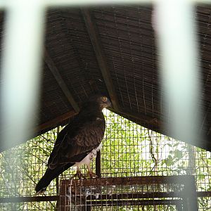 Snake-Eagle
