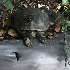 Spanish Pond Turtle? (unsigned)